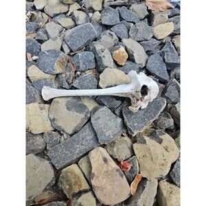 RARE Large WILD Horse Vertibrae Bone From Washington State Eastern Wa